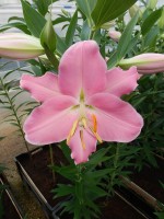 [4210 Canaletto No102.JPG]